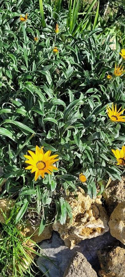 Agriturismo Il Poggio Casale Marittimo Dış mekan fotoğraf