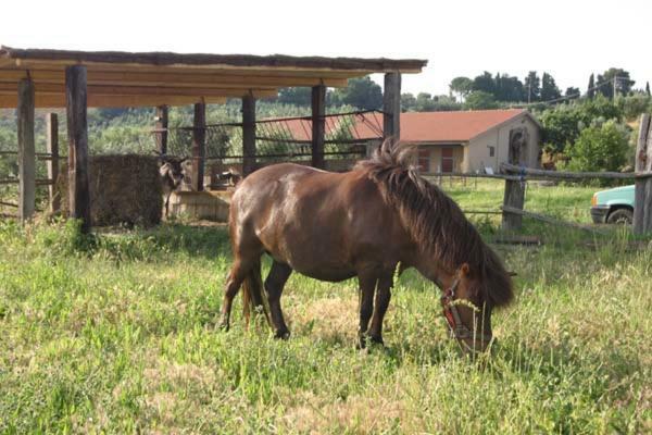 Agriturismo Il Poggio Casale Marittimo Dış mekan fotoğraf